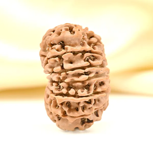 13_Mukhi_From_Nepal_Ccxlvii_Small