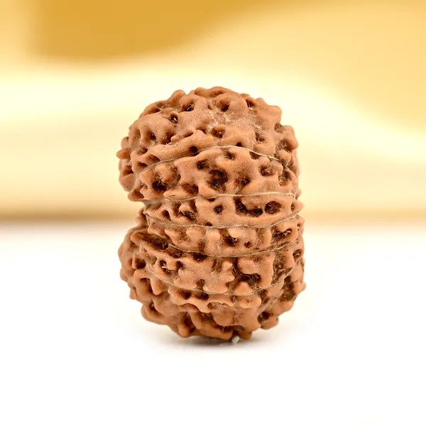 13_Mukhi_From_Java_Indonesia_Ccxli