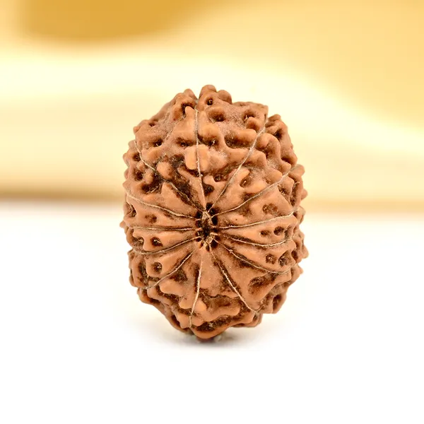 13_Mukhi_From_Java_Indonesia_Ccxli