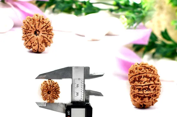 11_Mukhi_Nepal_Rudraksha_Bead