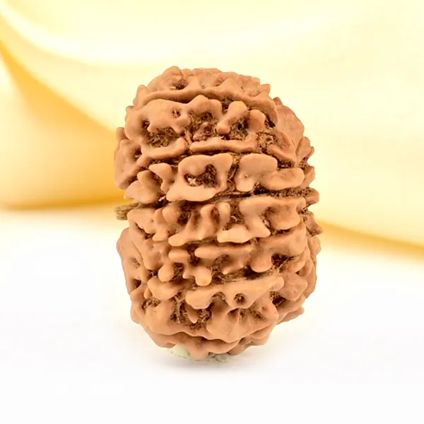 Techpandit_12_Mukhi_Rudraksha_Bead_Nepal_Origin