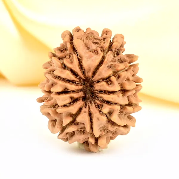 Techpandit_12_Mukhi_Rudraksha_Bead_Nepal_Origin