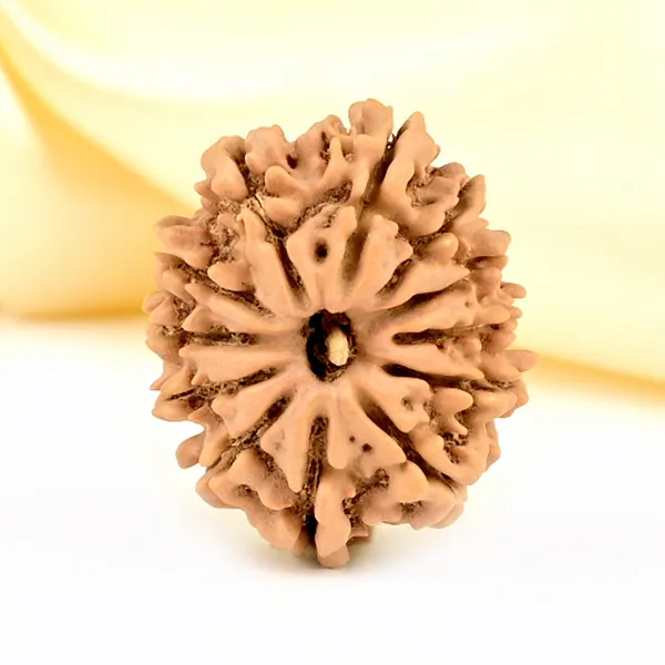 Techpandit_12_Mukhi_Rudraksha_Bead_Nepal_Origin