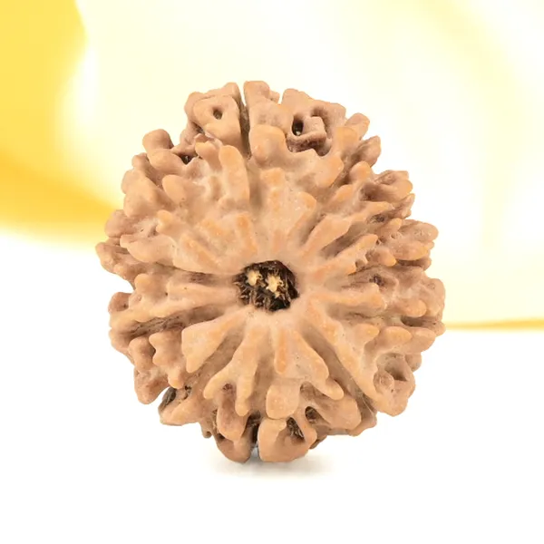 11_Mukhi_From_Nepal_Small_Cccxxvi