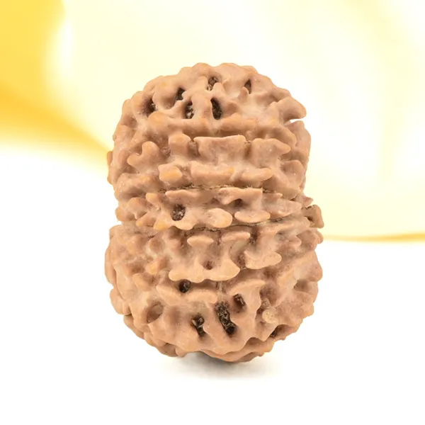 11_Mukhi_From_Nepal_Small_Cccxxvi