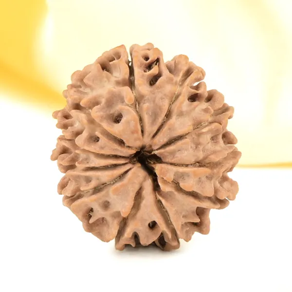 11_Mukhi_From_Nepal_Small_Cccxxvi
