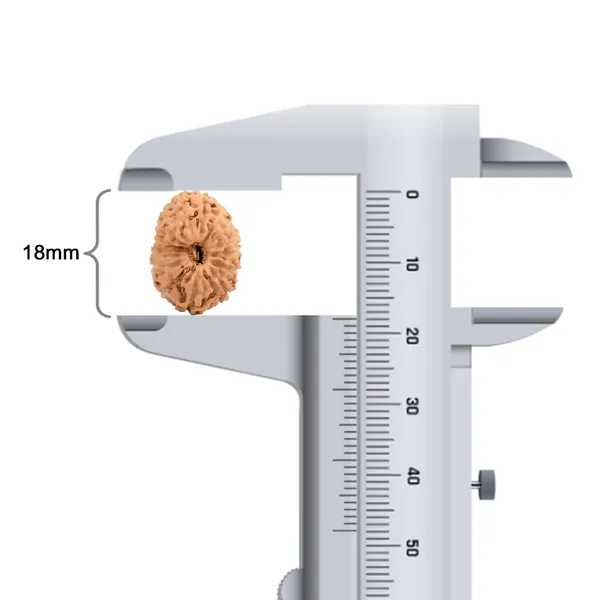 Techpandit_16_Mukhi_Rudraksha_Bead_Java_Indonesia_Large