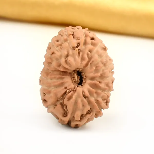 Techpandit_16_Mukhi_Rudraksha_Bead_Java_Indonesia_Large