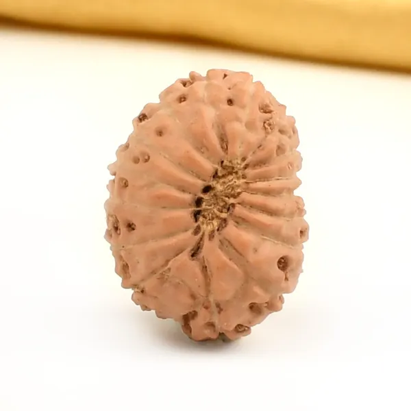 Techpandit_16_Mukhi_Rudraksha_Bead_Java_Indonesia_Large