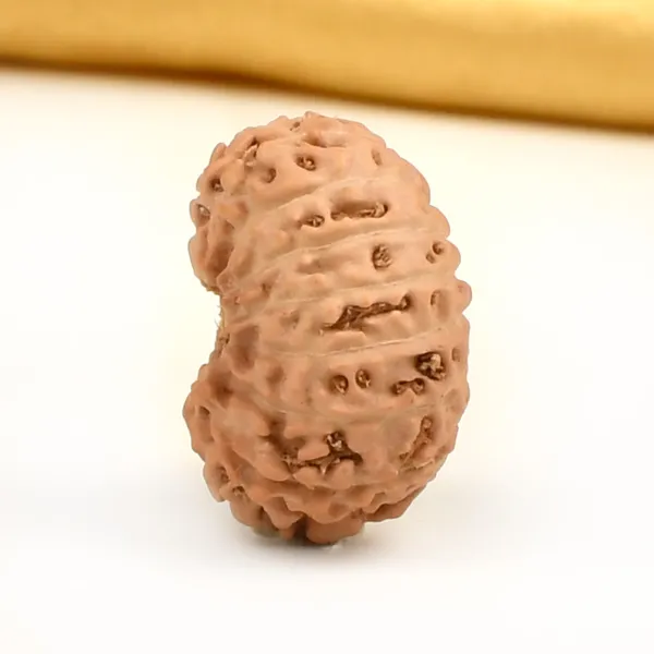 Techpandit_16_Mukhi_Rudraksha_Bead_Java_Indonesia_Large
