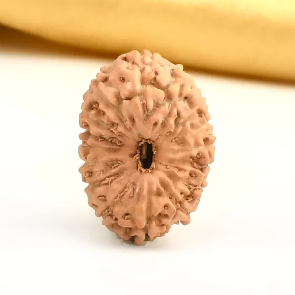 16_Mukhi_From_Java_Indonesia_Large_Cxi