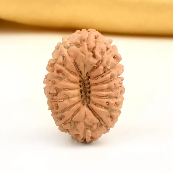 16_Mukhi_From_Java_Indonesia_Large_Cxi