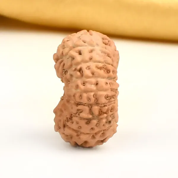 16_Mukhi_From_Java_Indonesia_Large_Cxi