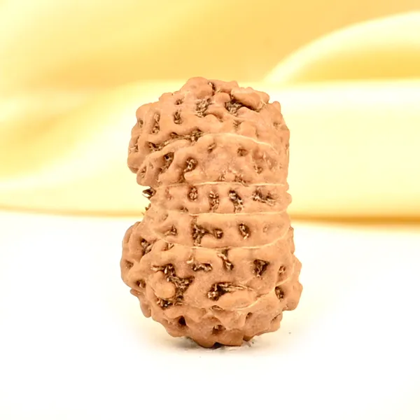 14_Mukhi_From_Java_Indonesia_Small_Cdxl