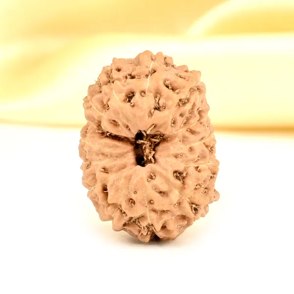 14_Mukhi_From_Java_Indonesia_Small_Cdxl