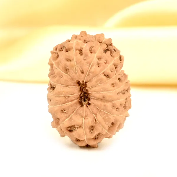 14_Mukhi_From_Java_Indonesia_Small_Cdxl