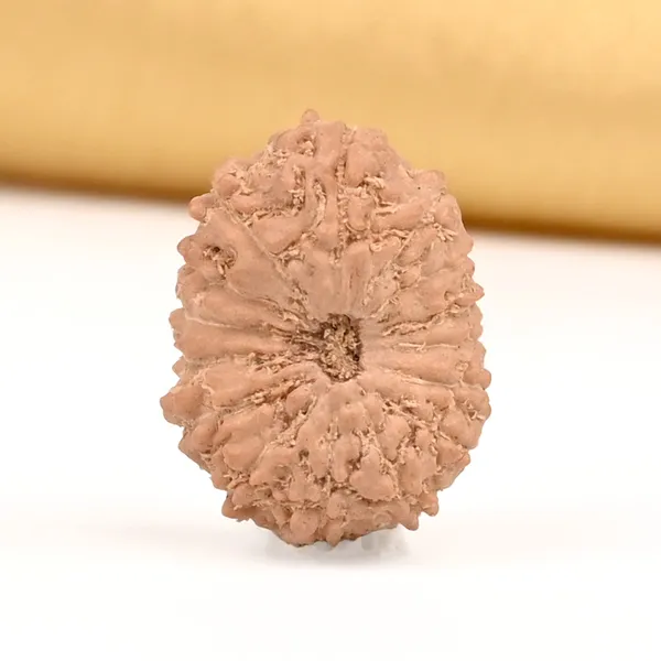 15_Mukhi_Java_Rudraksha_Bead_For_Emotional_Balance