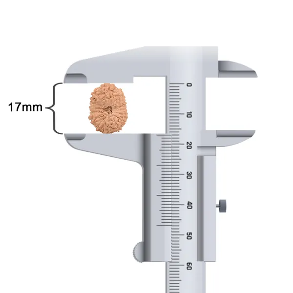 15_Mukhi_Java_Rudraksha_Bead_For_Emotional_Balance