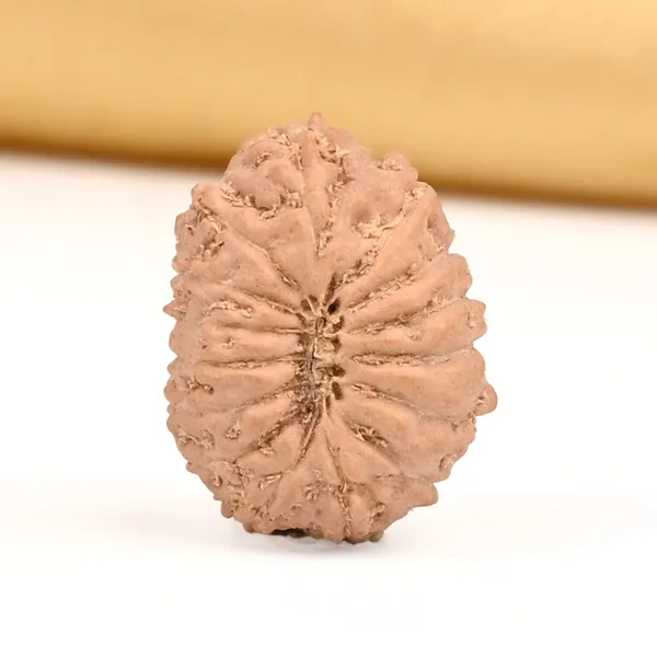 15_Mukhi_Java_Rudraksha_Bead_For_Emotional_Balance