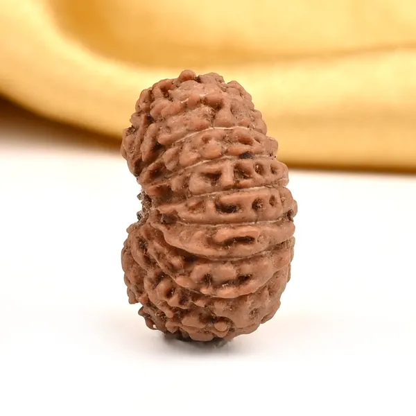 16_Mukhi_From_Java_Indonesia_Large_Cxxviii