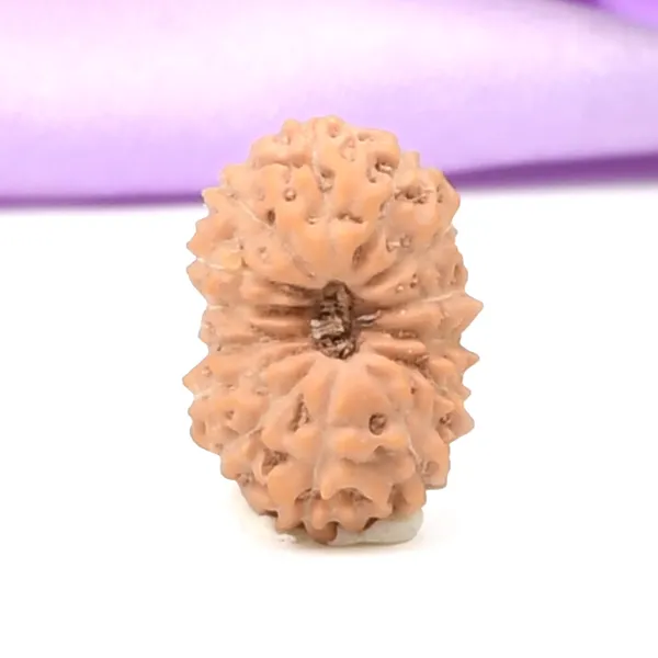 14_Mukhi_From_Java_Indonesia_Small_Ccclxxxvii