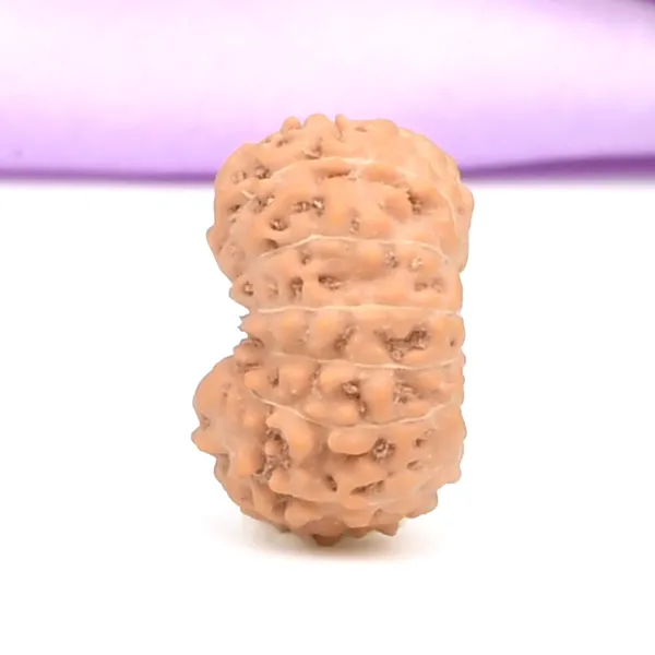 14_Mukhi_From_Java_Indonesia_Small_Ccclxxxvii