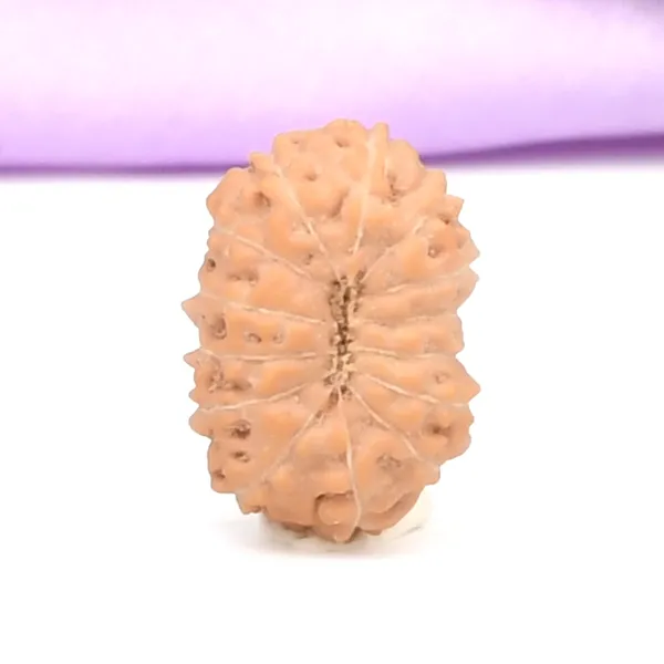 14_Mukhi_From_Java_Indonesia_Small_Ccclxxxvii