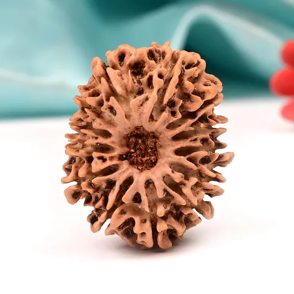 Techpandit_13_Mukhi_Nepal_Brown_Rudraksha_Bead