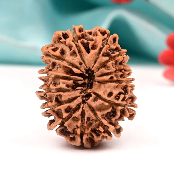 Techpandit_13_Mukhi_Nepal_Brown_Rudraksha_Bead