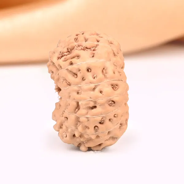 15_Mukhi_From_Java_Indonesia_Small_Cclxxi