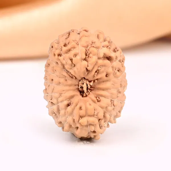 15_Mukhi_From_Java_Indonesia_Small_Cclxxi