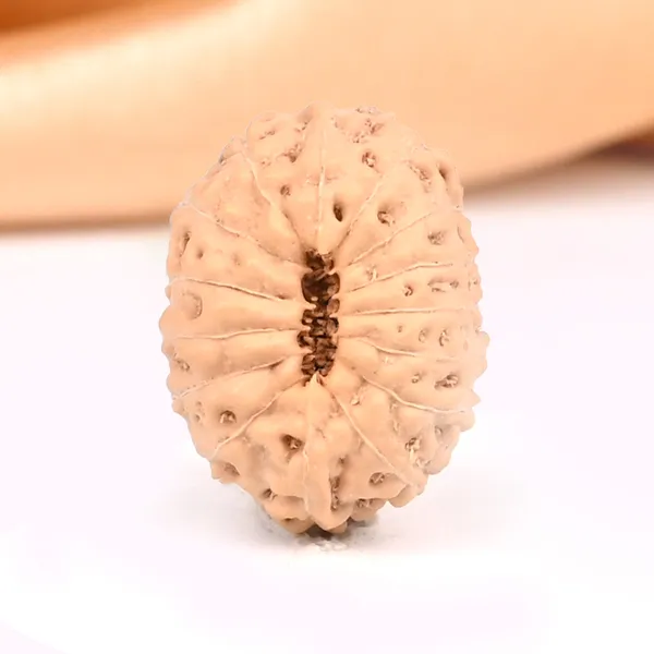 15_Mukhi_From_Java_Indonesia_Small_Cclxxi