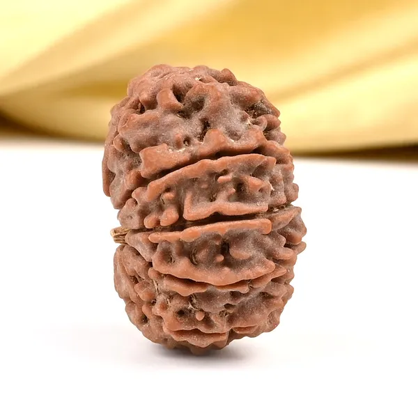 10_Mukhi_Rudraksha_Bead_Nepal