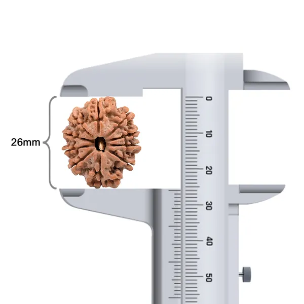 10_Mukhi_Rudraksha_Bead_Nepal