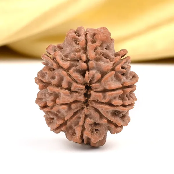 10_Mukhi_Rudraksha_Bead_Nepal