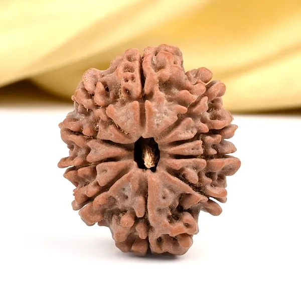 10_Mukhi_Rudraksha_Bead_Nepal