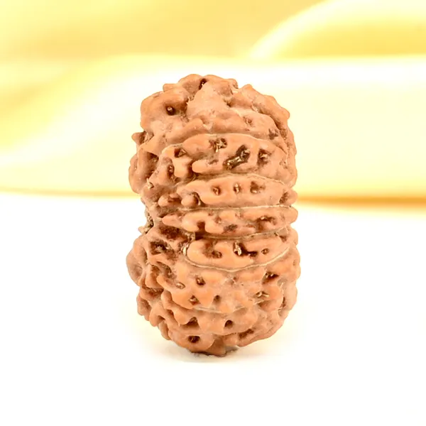 14_Mukhi_From_Java_Indonesia_Small_Cdxxxvi