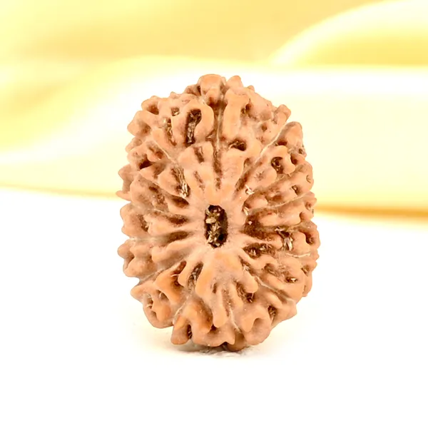 14_Mukhi_From_Java_Indonesia_Small_Cdxxxvi