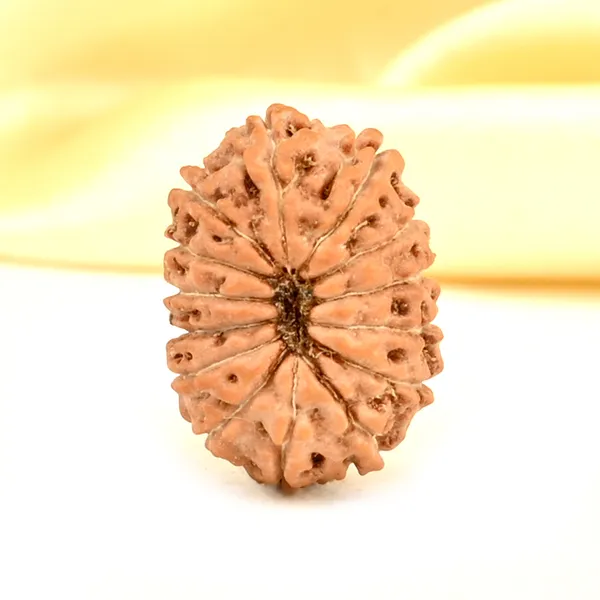 14_Mukhi_From_Java_Indonesia_Small_Cdxxxvi