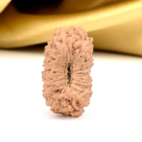 18_Mukhi_Rudraksha_Bead_Indonesia_Large