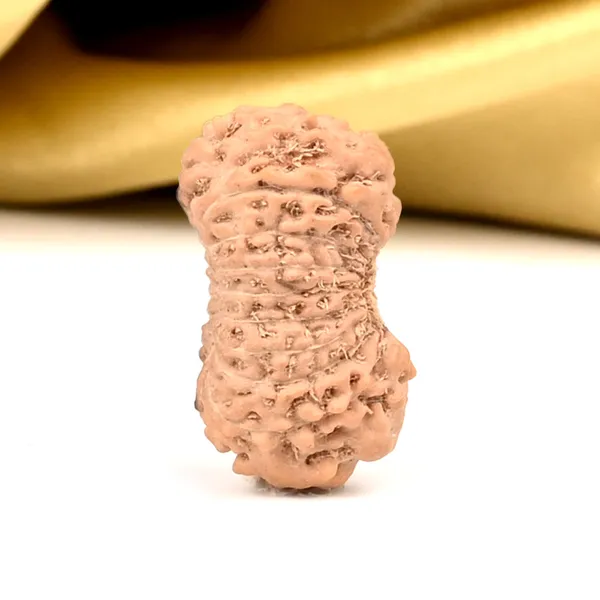 18_Mukhi_Rudraksha_Bead_Indonesia_Large