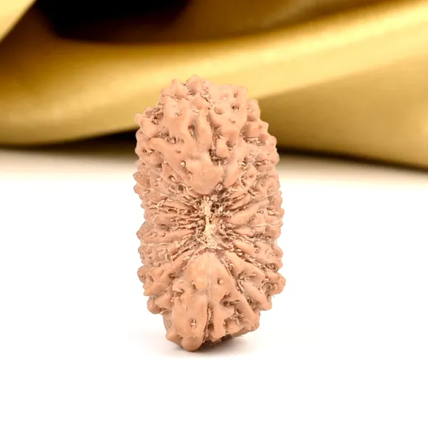 18_Mukhi_Rudraksha_Bead_Indonesia_Large