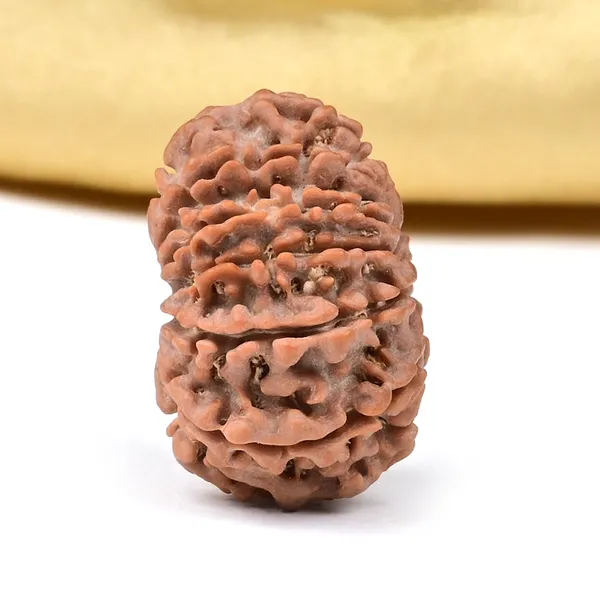 Techpandit_12_Mukhi_Nepali_Rudraksha_Bead_Brown