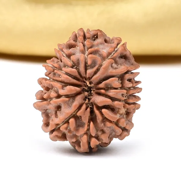 Techpandit_12_Mukhi_Nepali_Rudraksha_Bead_Brown