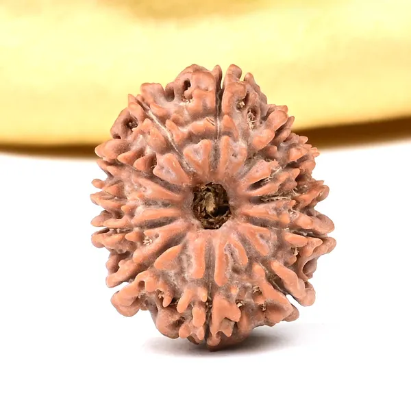 Techpandit_12_Mukhi_Nepali_Rudraksha_Bead_Brown