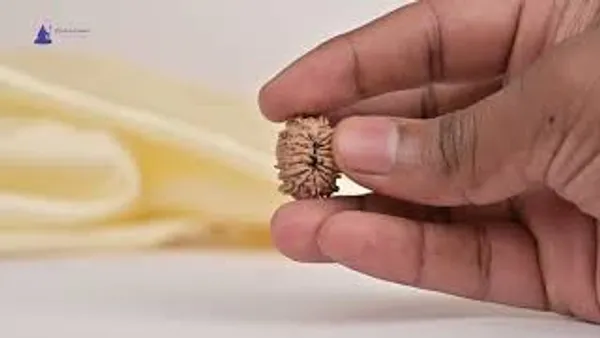 14_Mukhi_Rudraksha_Bead_Nepal