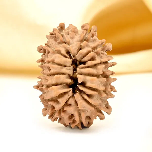 14_Mukhi_Rudraksha_Bead_Nepal