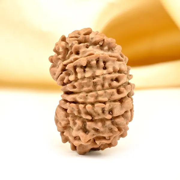 14_Mukhi_Rudraksha_Bead_Nepal
