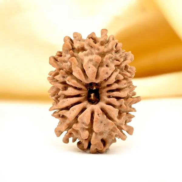14_Mukhi_Rudraksha_Bead_Nepal