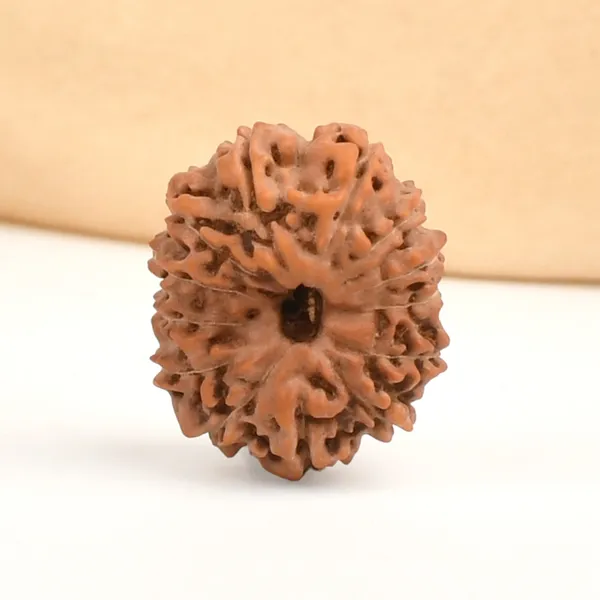 13_Mukhi_From_Java_Indonesia_Ccxxiv